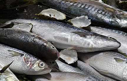 冻鱼进口流程和手续？