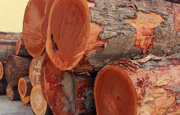 木材进口报关若何申报？木材进口清关当苦衷项？