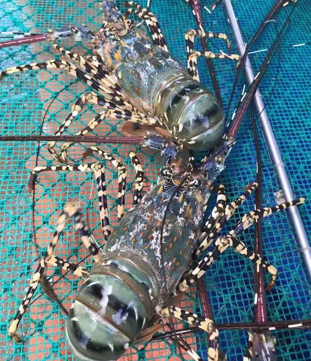 银娱优越会(中国游)股份有限公司